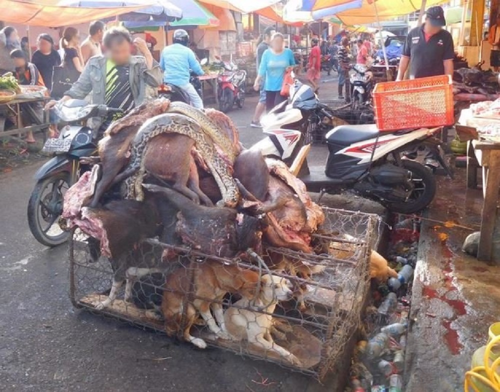 China hond dierenmarkt marteling