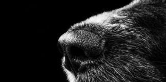Dierenmarteling door asielzoekers: het aantal gevallen van sadistische daden neemt toe