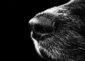 Dierenmarteling door asielzoekers: het aantal gevallen van sadistische daden neemt toe