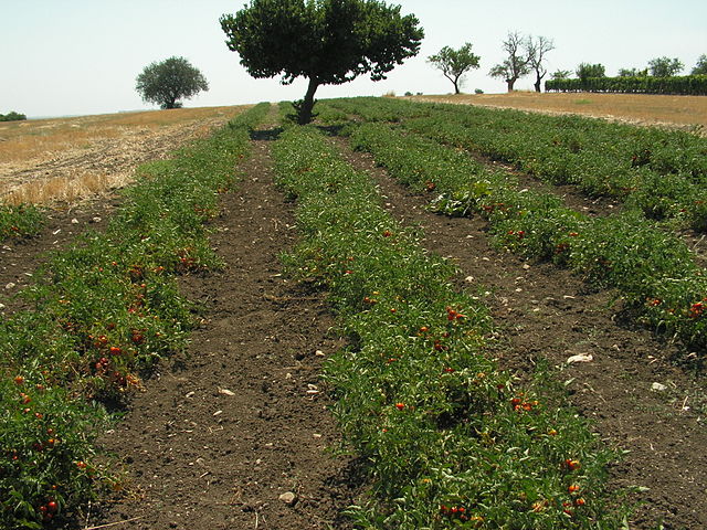 Italie landbouw tomaten