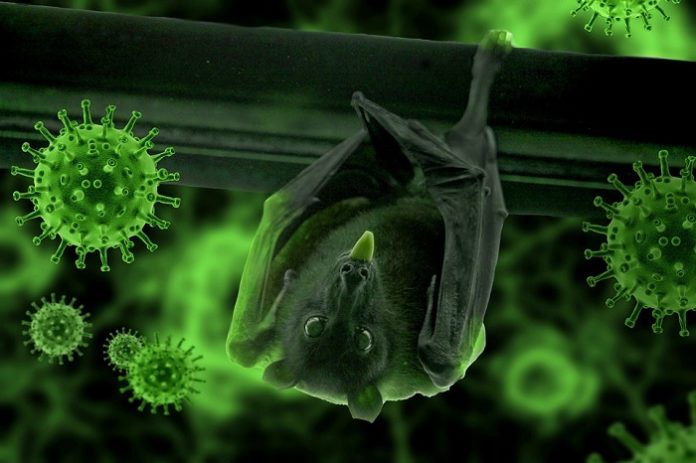 Vleermuis Covid19 Coronavirus Pixa