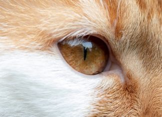 Extreme dierenmishandeling in “kwetsbaar gebied”: katten onthoofd, kittens opengesneden en ingewanden uitgetrokken