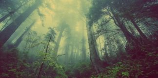 Een nieuwe studie toont aan dat de klimaatverandering niet afhankelijk is van de menselijke CO2-uitstoot