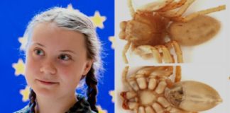 Weerzinwekkende reuzenspin vernoemd naar Greta