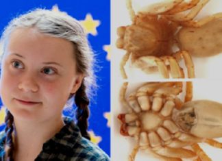 Weerzinwekkende reuzenspin vernoemd naar Greta