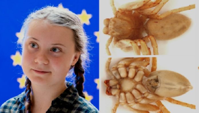 Weerzinwekkende reuzenspin vernoemd naar Greta