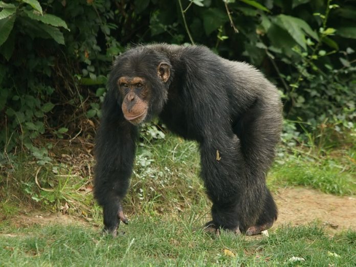 chimpansee