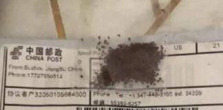 Agrarische oorlogsvoering? Amerikanen ontvangen mysterieuze ongevraagde pakketjes met zaden in de post uit China