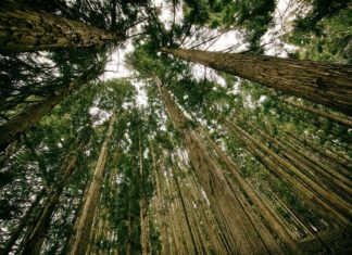 Globale opwarming: de aarde wordt groener
