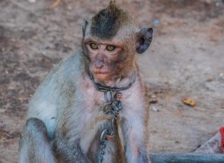 Apen worden als slaven gebruikt in Thailand