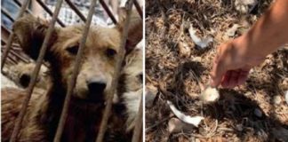 Lampedusa: Asielzoekers stalen puppy’s van een boerin en vraten ze op, maar raakten de varkens niet aan
