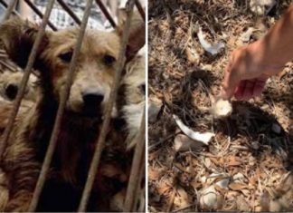 Lampedusa: Asielzoekers stalen puppy’s van een boerin en vraten ze op, maar raakten de varkens niet aan