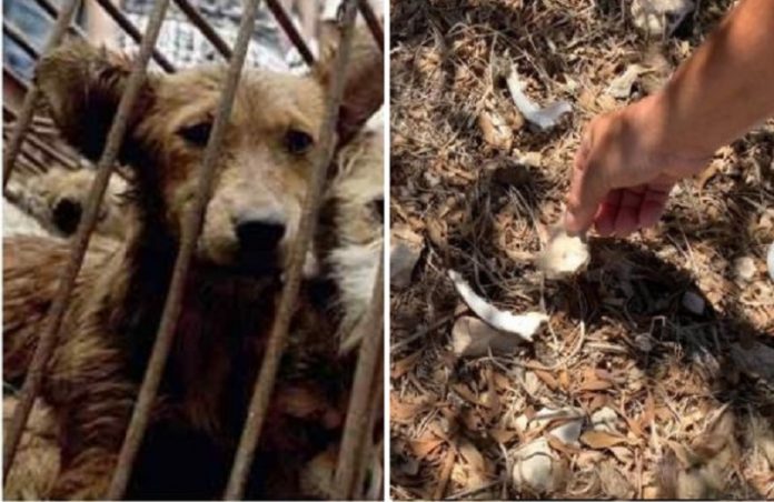 Migranten stalen puppy's van een boerin en vraten ze op