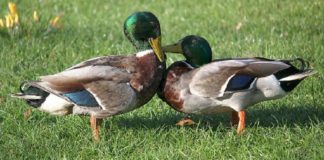 Moslimkinderen stenigen eenden in Zweeds stadspark – ouders kijken toe