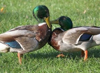 Moslimkinderen stenigen eenden in Zweeds stadspark – ouders kijken toe