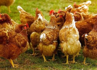 Ingehuurde migrantenarbeiders martelen kippen dood bij de grootste eierproducent van Zweden