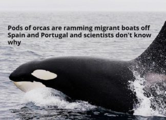 Straat van Gibraltar: Orka’s rammen migrantenboten