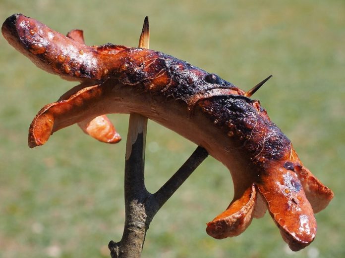 bratwurst-pixa
