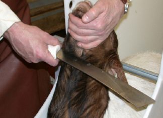 De EU wordt verondersteld de lidstaten te dwingen om halal-slachtingen te accepteren