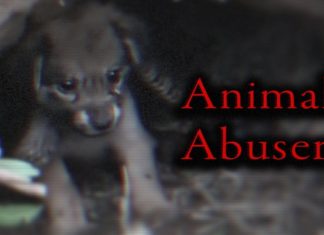 De gruwelijke dierenmishandeling achter de Aziatische “dierenreddingsvideo’s”