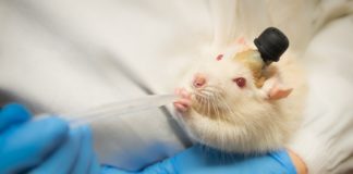 Menselijke laboratoriumratten: gezondheidsautoriteiten bevelen mix van Covidvaccins aan