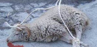 Syriër bindt schaap vast en gebruikt het als slee
