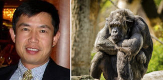 Chinese professor genetica: huidig onderzoek toont aan dat Afrikanen nauwer verwant zijn aan chimpansees