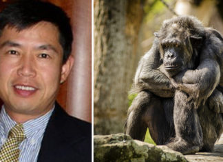 Chinese professor genetica: huidig onderzoek toont aan dat Afrikanen nauwer verwant zijn aan chimpansees