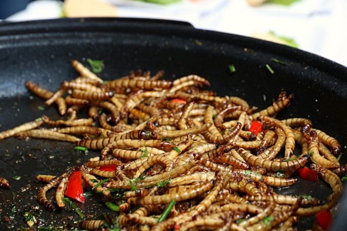 mealworms-4233227_960_720 meelworm Pixa