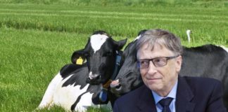 Bill Gates: “Rijke landen moeten overstappen op 100 procent synthetisch rundvlees”