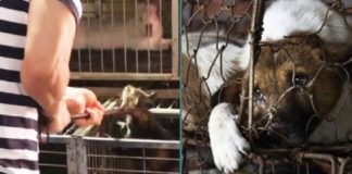 Nieuwe beelden tonen aan dat Chinese dierenmarkten nog steeds honden en katten voor vlees slachten