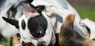 Geen grap: Coronawaanzin in eindstadium – Nu ook afstandsregels voor honden