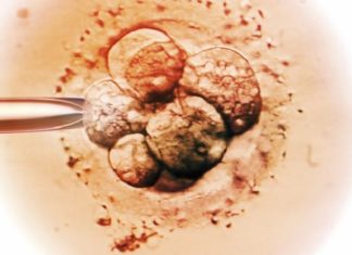 De aapmens: eerste chimera-achtige embryo’s van de moderne tovenaarsleerling