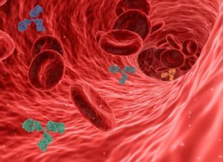 Nieuwe studie: COVID-19 infectie geeft levenslange immuniteit