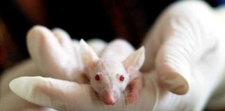 Planeet van de cavia’s