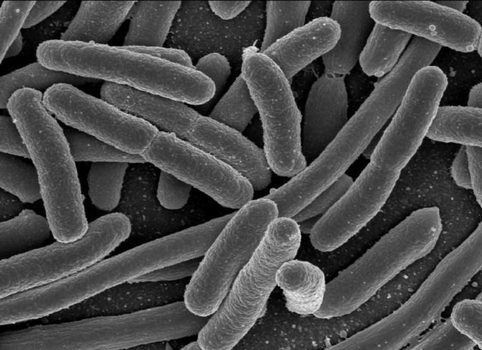 E.coli