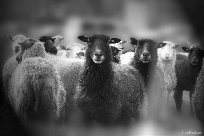 7212044248_df437a7635_c schaap