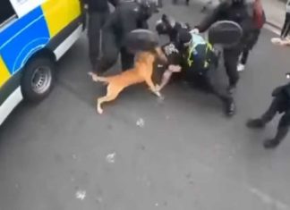 Wreed en schokkend – Agenten in Londen gebruiken aanvalshonden tegen betogers die tegen vaccinpaspoorten zijn