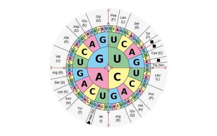Aminoacids_table