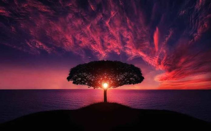 tree-736885_960_720 boom