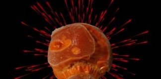Vaccins in je salade? Wetenschappers kweken met mRNA-vaccin gevulde gewassen om injecties te vervangen