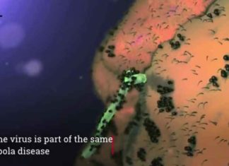 Een dringende videoboodschap aan de wereld: Crisis, Marburg virus ziekte – Oplossing, Ricine-rijk vaccin – Mogelijk resultaat, vaccin-geïnduceerde vergiftiging