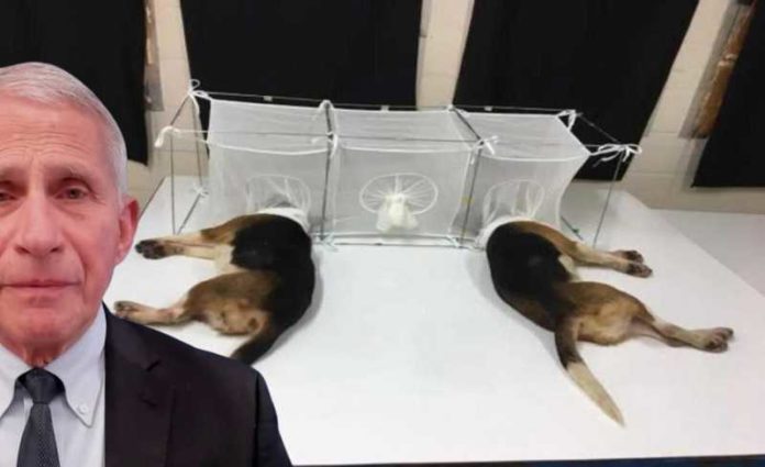 Fauci Beagles