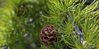 Remedies & Protocollen voor slachtoffers van CoV-19 vaccinletsel