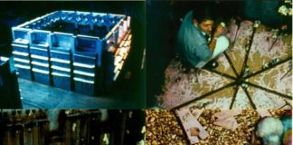 Beleven we momenteel het meest afschuwelijke experiment in de menselijke geschiedenis?