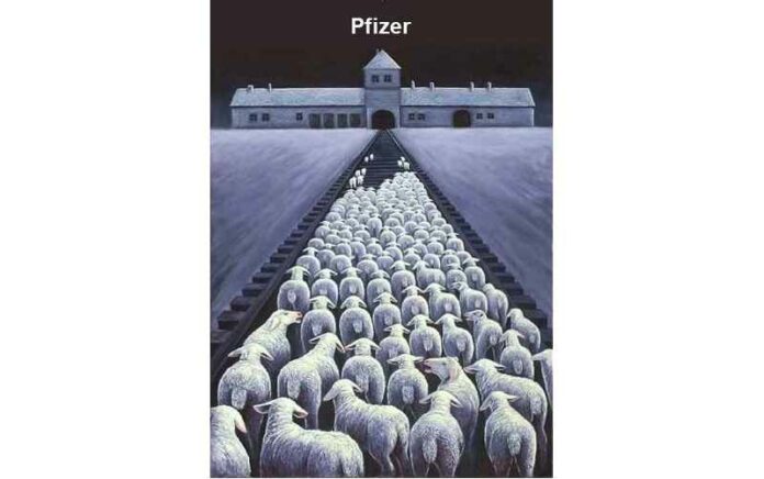 Pfizer-schapen-front