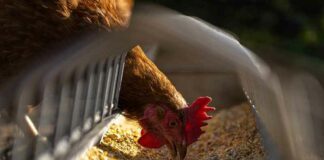 De Vogelgriep hoax wordt weer gerecycleerd om angst te zaaien en meer winst te maken voor Big Pharma