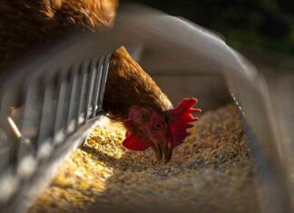 De Vogelgriep hoax wordt weer gerecycleerd om angst te zaaien en meer winst te maken voor Big Pharma
