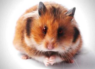 Pervers gentechnologisch experiment: Wetenschappers creëerden agressieve “zombiehamster”