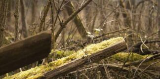 Polen eerste EU-land dat burgers aanraadt hout te sprokkelen om huizen te verwarmen